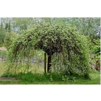 WIERZBA IWA Pendula zwisajaca Pakiet 5 sztuk żywopłot - sadzonki 140 / 160 cm